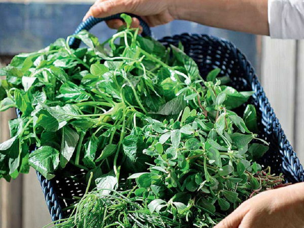 Horta: The Superfood Greens of Greece