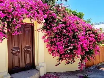 Discover the Local Cuisine of Kasos Island