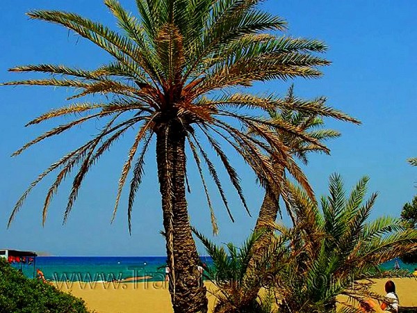 Palm beach Vai - Lasithi - Crete