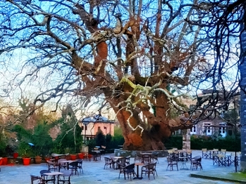 Winter Escapes in Tsagarada: Chestnut Forests and Cozy Inns