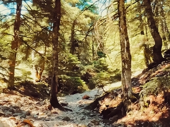 Winter Escapes on Mount Parnitha: Nature Close to Athens